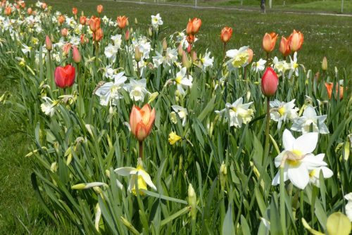 Standerhejsning-2016-002