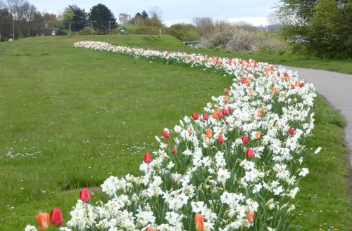 Standerhejsning 2017