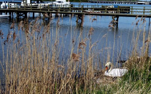 Standerhejsning-2018-8